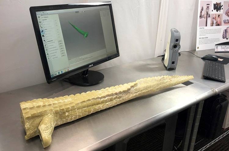 Prosthetic Tail using 3D Technology 